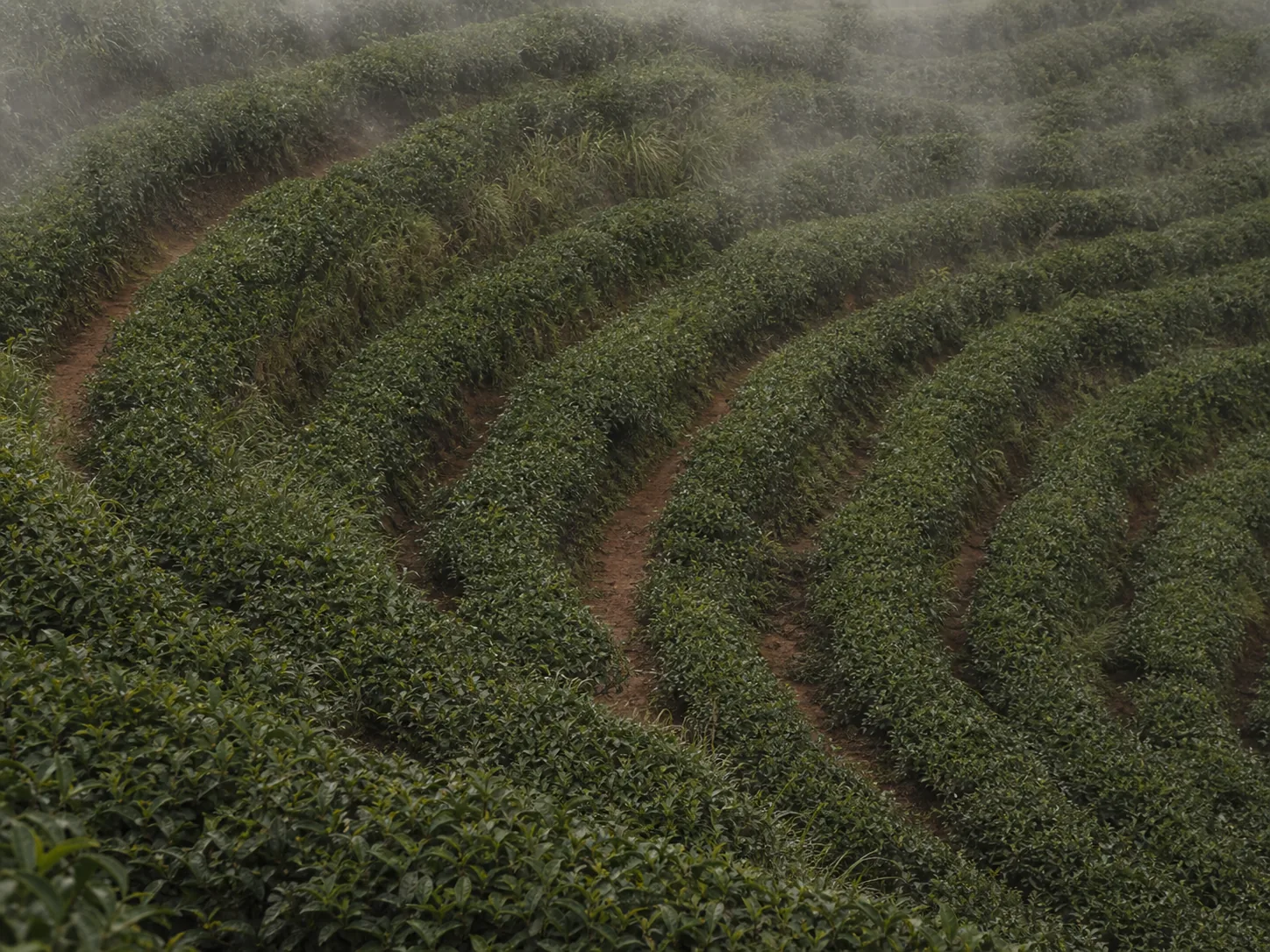 Contour-planted tea terraces curving around a hillside in low cloud