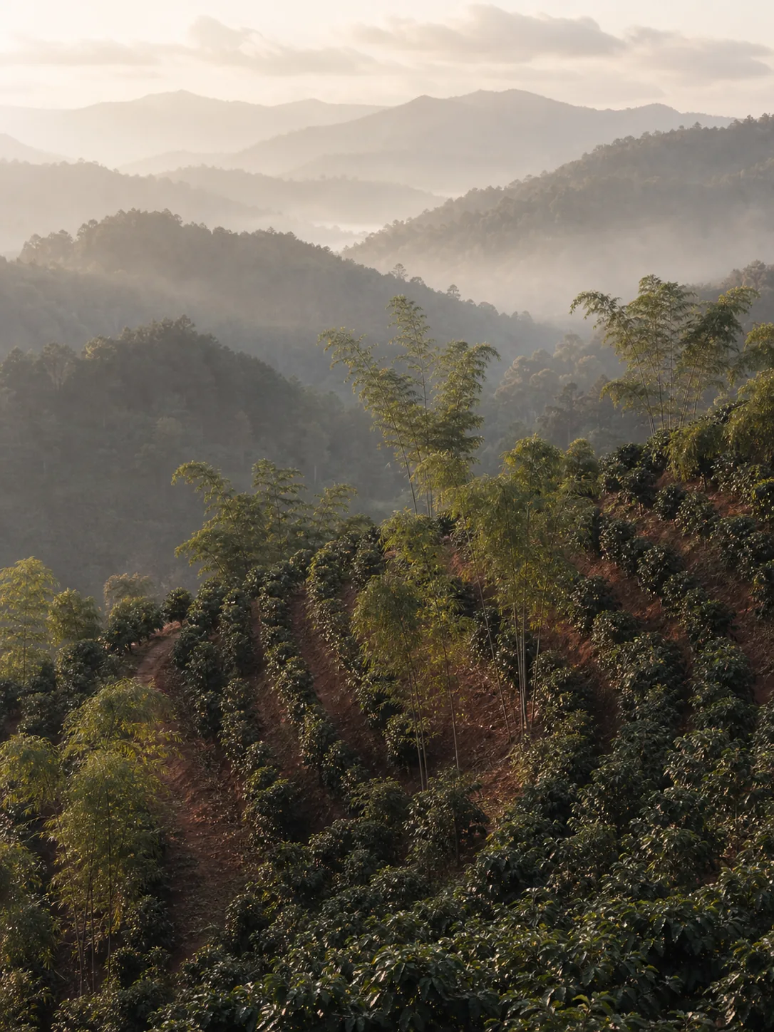 Coffee terraces on the Doi Chang ridge, rows following the contour of the slope